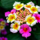 Lantana Flowers are Beautiful and Come in Many Colors