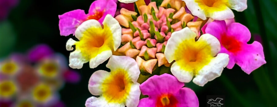 The bright colors of these lantana flowers stands out against the dark green of the plant leaves.