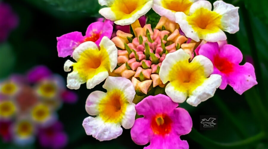 The bright colors of these lantana flowers stands out against the dark green of the plant leaves.