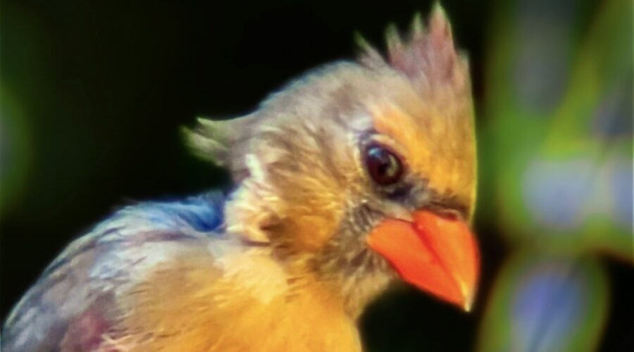 This young cardinal, probably from the last clutch of the year seems very interested in a house fly at the feeding station.