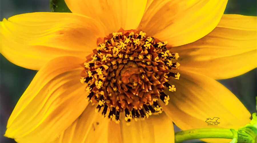 The smooth beggarstick flower is actually made up of numerous small florets in the center surrounded by the protective petals.