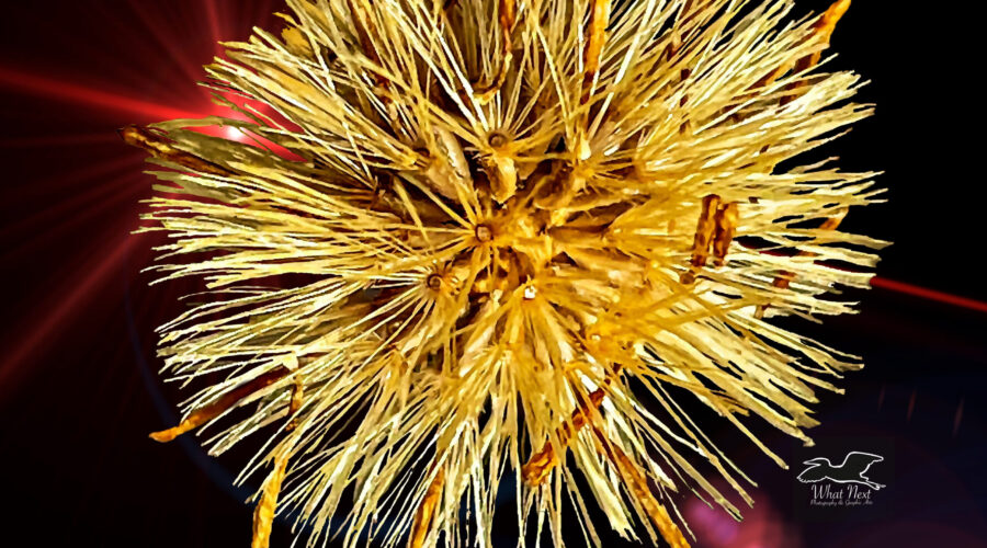 The seeds of the next generation of camphorweeds overlay a red sunburst.