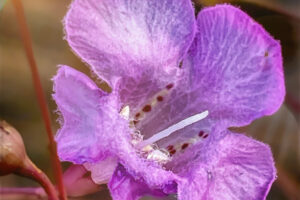 Purple false foxglove is a beautiful five petaled fall wildflower.
