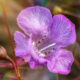 Purple False Foxglove is a Beautiful Fall Wildflower