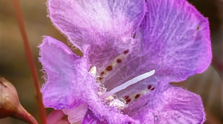 Purple false foxglove is a beautiful five petaled fall wildflower.