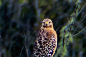 A red shouldered hawk looks directly at the photographer, let her know that it’s aware of her.