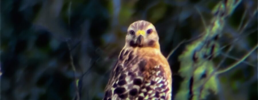 A red shouldered hawk looks directly at the photographer, let her know that it’s aware of her.