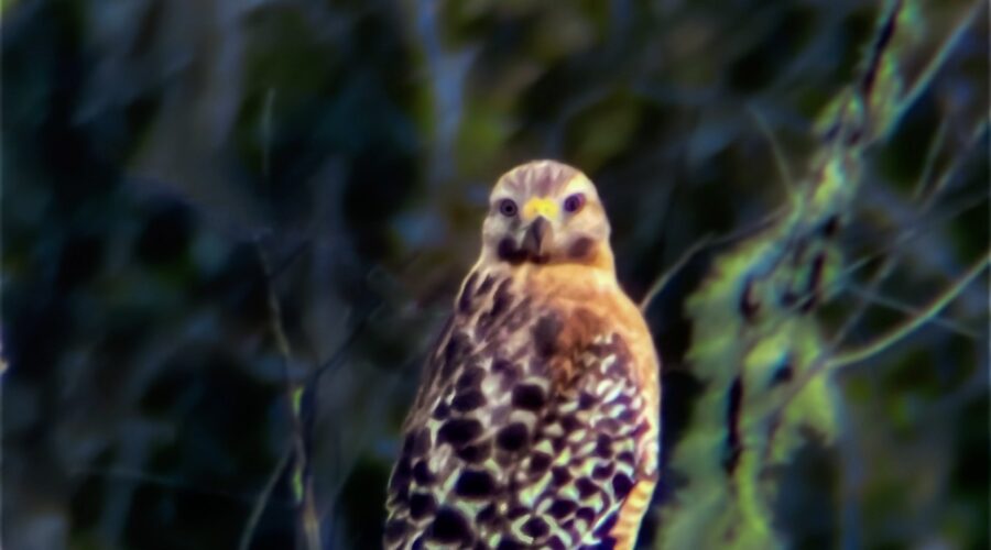 A red shouldered hawk looks directly at the photographer, let her know that it’s aware of her.