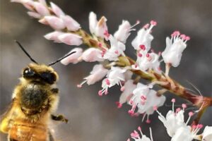A pollen laden honey bee heads in towards a bunch of tamarisk flowers.
