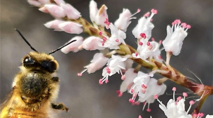 A pollen laden honey bee heads in towards a bunch of tamarisk flowers.