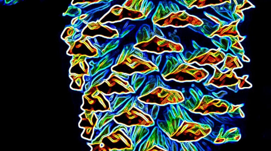 A neon glow lights up this pine cone image. The cone represents the beauty of pine cone centerpieces that often accompany Thanksgiving meals.
