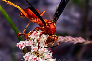A fine backed red paper wasp helps itself to some nectar from a cluster of tamarisk flowers.