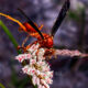 The Fine Backed Red Paper Wasp is Known to be a Great Fall Pollinator