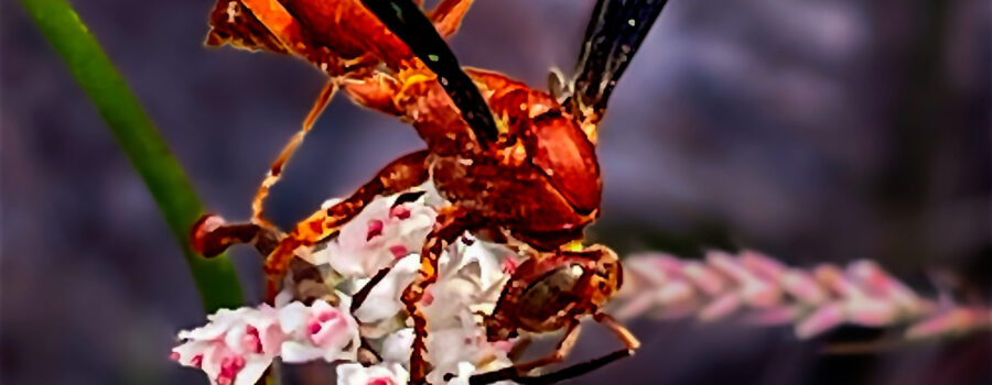 A fine backed red paper wasp helps itself to some nectar from a cluster of tamarisk flowers.