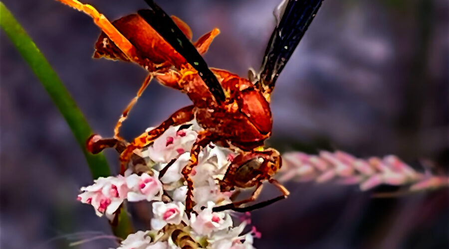 A fine backed red paper wasp helps itself to some nectar from a cluster of tamarisk flowers.