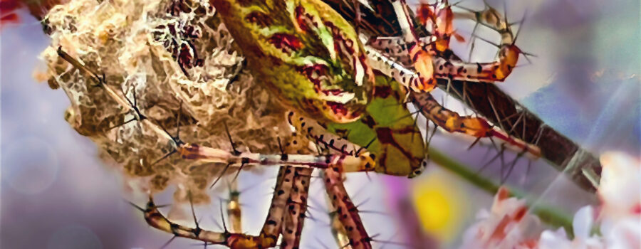 A female lynx spider sits near her egg sack, guarding it from predators.