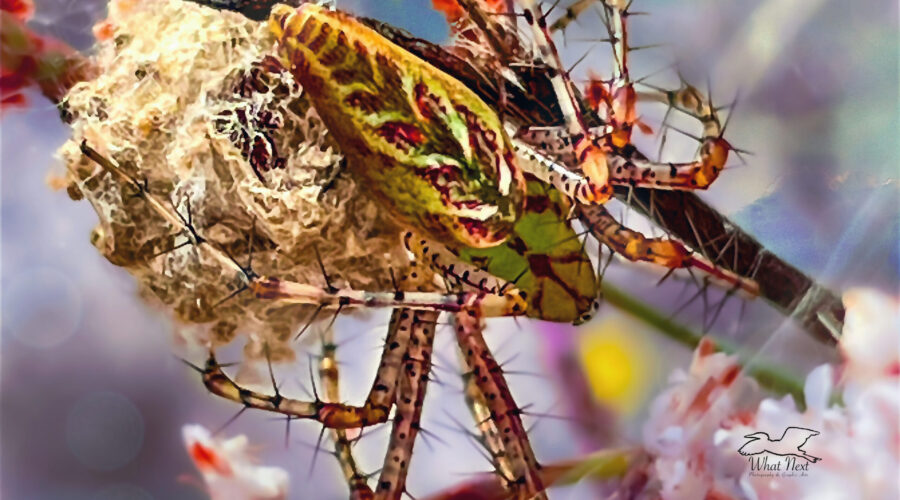 A female lynx spider sits near her egg sack, guarding it from predators.