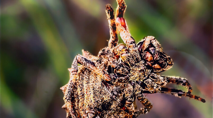 Starbellied orb weavers have an intricate looking, hairy belly.