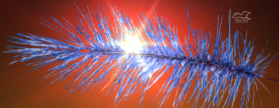 A blue tinted spike of bristlegrass glows in front of a reddish light flare.