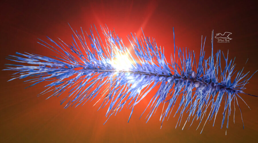 A blue tinted spike of bristlegrass glows in front of a reddish light flare.