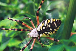 Black and yellow garden spiders are really pretty and eat lots of insects in your garden.