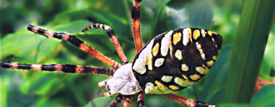 Black and yellow garden spiders are really pretty and eat lots of insects in your garden.