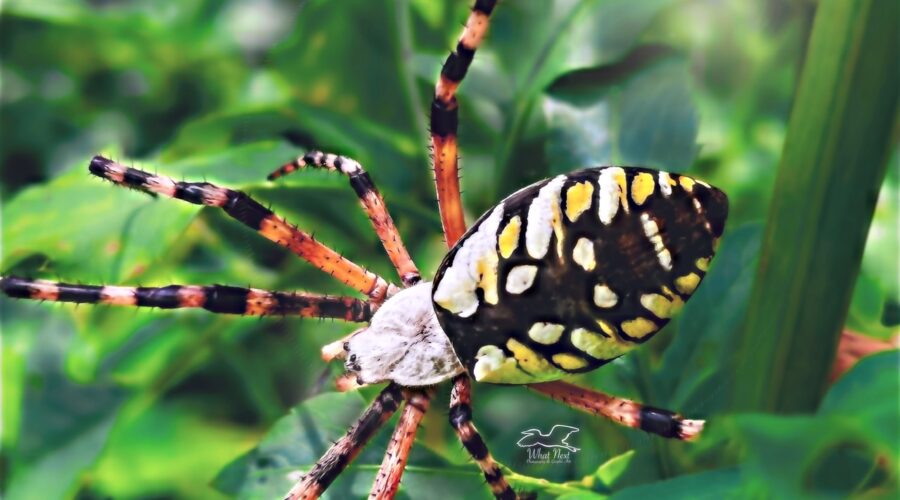 Black and yellow garden spiders are really pretty and eat lots of insects in your garden.