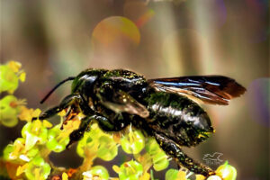 Even though they are completely black, carpenter mimic leafcutter bees are quite pretty.