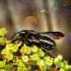 Black Bees and Yellow Sumac: A Wonderful Fall Combination