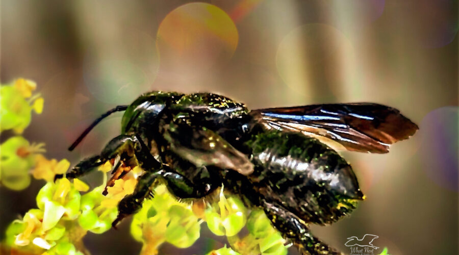 Even though they are completely black, carpenter mimic leafcutter bees are quite pretty.