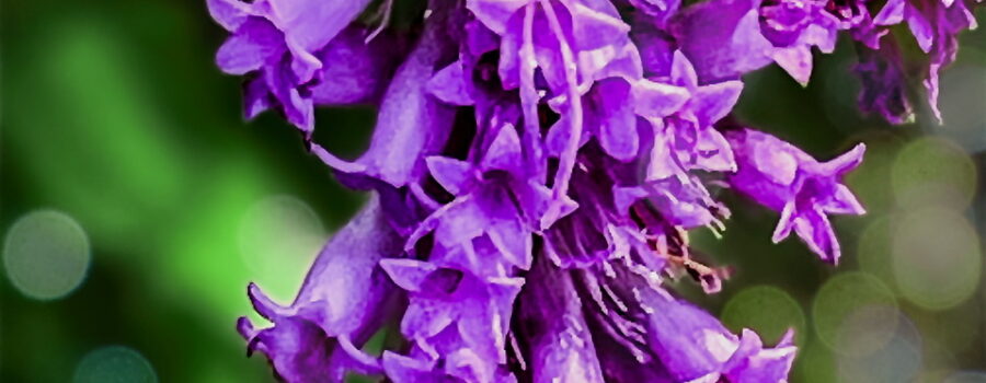 A beautiful pastel purple dense blazing star flower head shines in the sun of a pretty autumn afternoon.