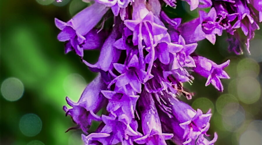 A beautiful pastel purple dense blazing star flower head shines in the sun of a pretty autumn afternoon.