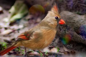 Momma cardinal is looking quite lovely and very healthy.