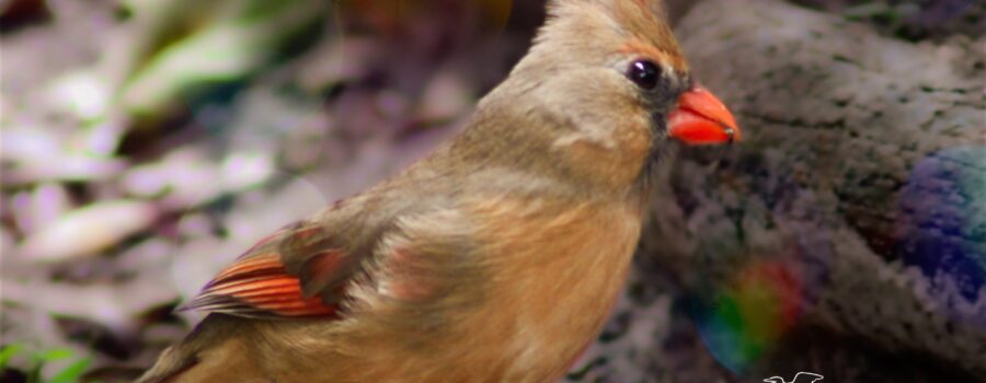 Momma cardinal is looking quite lovely and very healthy.