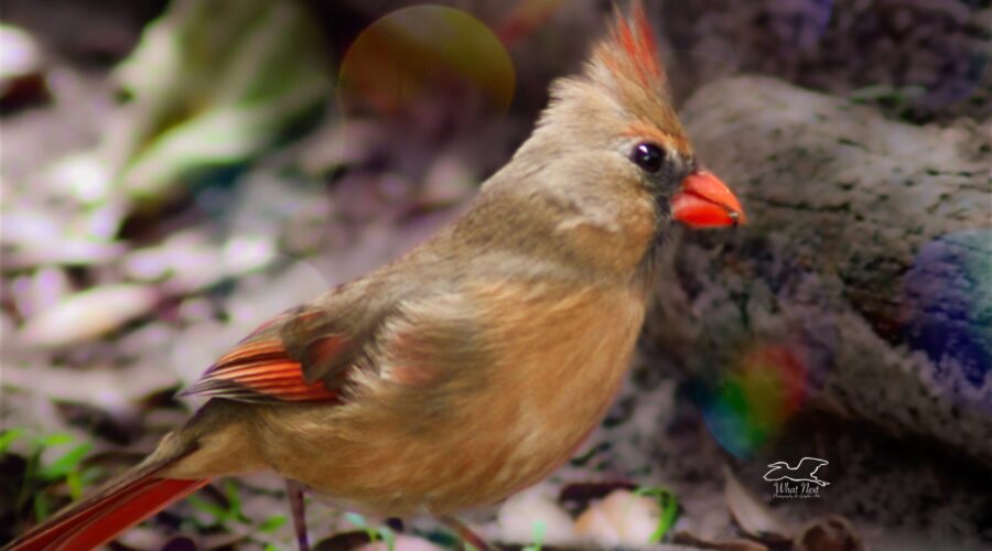 Momma cardinal is looking quite lovely and very healthy.
