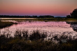 As the sun sets, the pinkish color from the sky reflects on the water of a large central Florida pond.