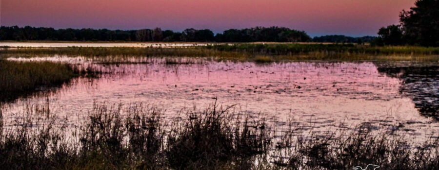 As the sun sets, the pinkish color from the sky reflects on the water of a large central Florida pond.