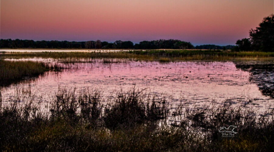 As the sun sets, the pinkish color from the sky reflects on the water of a large central Florida pond.