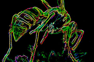 This wasp that I photographed over the summer was searching for nectar in a patch of grass and small flowers. I have reworked the image as a neon drawing.