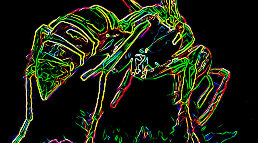 This wasp that I photographed over the summer was searching for nectar in a patch of grass and small flowers. I have reworked the image as a neon drawing.