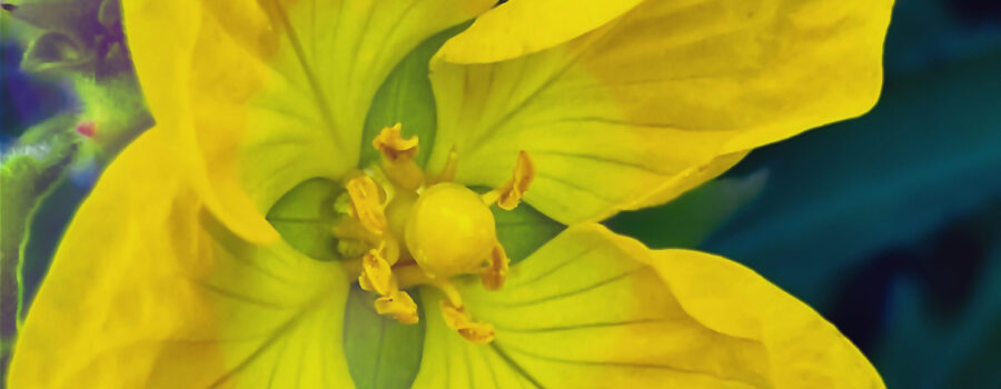 Peruvian primrose-willow produces beautiful, big yellow flowers.