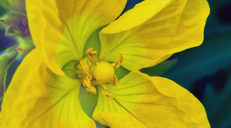 Peruvian primrose-willow produces beautiful, big yellow flowers.
