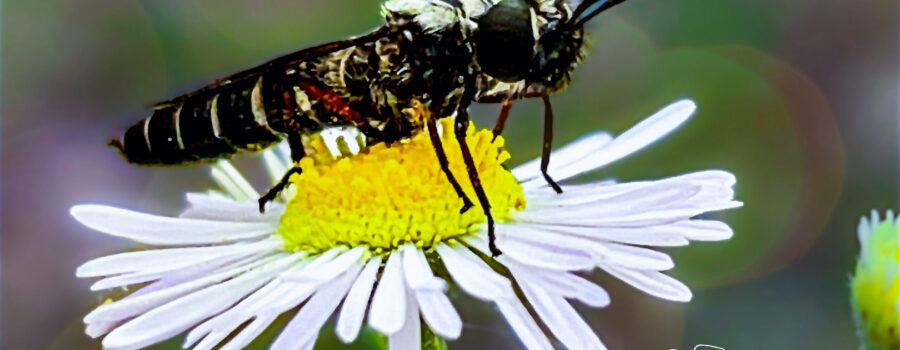 A robber fly sits on top of an aster flower as it waits for prey.