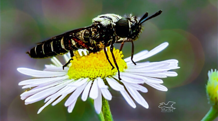 A robber fly sits on top of an aster flower as it waits for prey.