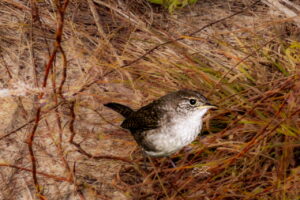 House wrens are winter migrants in north central Florida.