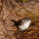 House Wrens are an Interesting Winter Migrant in Florida