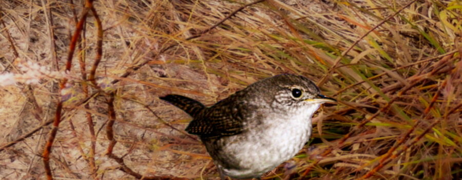 House wrens are winter migrants in north central Florida.