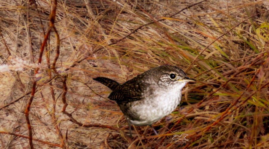 House wrens are winter migrants in north central Florida.