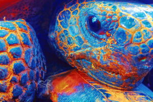 A closeup view of the face of a gopher tortoise has been reworked in an artistic manner that involves both the original photo and some hand drawing.