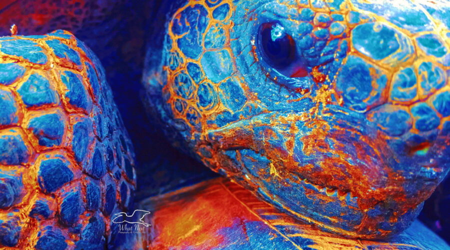 A closeup view of the face of a gopher tortoise has been reworked in an artistic manner that involves both the original photo and some hand drawing.
